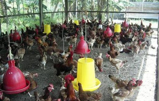 Ini Cerita Sukses Berternak Ayam Kampung Beromzet Ratusan Juta