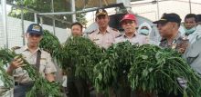 Yusril: Petani Cina Tanam Cabai Berbakteri di Bogor Adalah Infiltrasi untuk Runtuhkan Ekonomi Indonesia, BIN Harus Turun Tangan