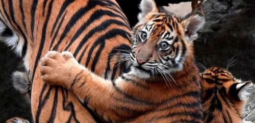 BKSDA Telusuri Informasi Matinya Bayi Harimau di Kebun Binatang Bukittinggi