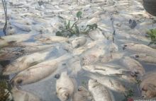 Selama Desember 2021, Ikan mati di Danau Maninjau Bertambah 250 ton Jadi 1.705 Ton