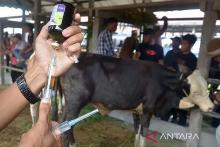 Akomodir Pembelian Hewan Kurban, Padang Pariaman Tetap Buka Pasar Ternak dengan Pengawasan Ketat
