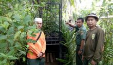 Harimau Berkeliaran Masuk Pemukiman, BKSDA Padang Pariaman Imbau Warga di IV Koto Aur Malintang Waspada