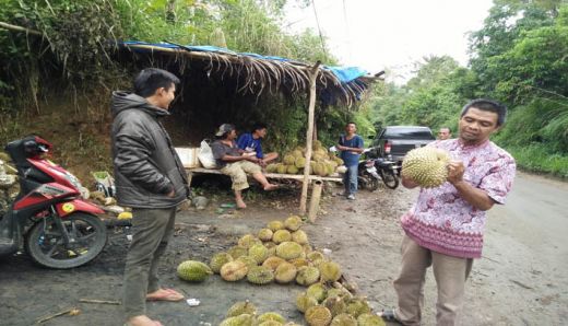 Mari Berburu, Durian di Pangkalan dan Piladang Mulai Panen