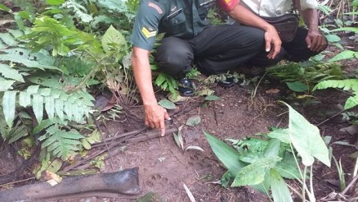 Jejak Harimau Dekat Pemukiman Bikin Resah Warga di Kudu Gantiang Padang Pariaman