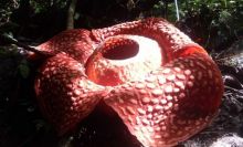 Bunga Rafflesia Terbesar di Dunia Mekar Sempurna di Maninjau, Ramai Dikunjungi Wisatawan