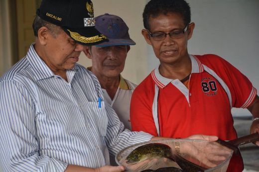 Pembudidayaan Ikan Sidat Jadi Sumber Ekonomi Baru di Kota Padang, Anda Berminat?
