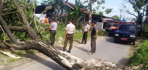 Angin Kencang di Padang, Pohon Tumbang Timpa Pagar Rumah dan Hambat Jalan