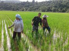 Turun ke Sawah, Babinsa di Koramil 07/Tarusan Pesisir Selatan Bantu Petani Rawat Padi
