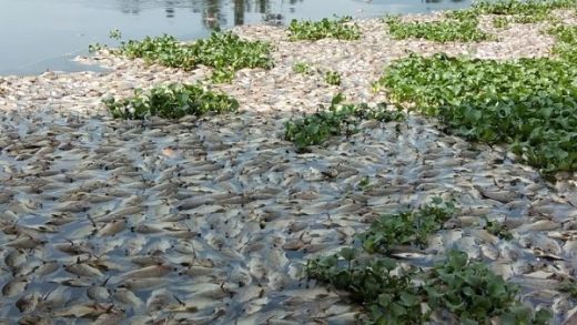 Ratusan Ton Ikan di Danau Maninjau Mendadak Mati, Diduga karena Tubo Belerang