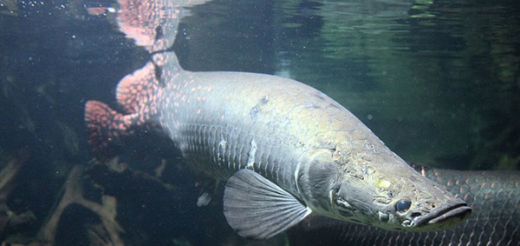 Warga Sumbar Serahkan 14 Ekor Ikan Berbahaya ke Balai Karantina