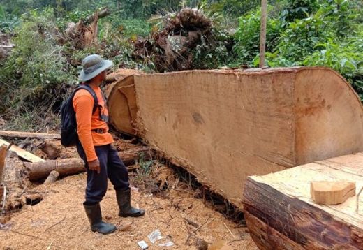 Polisi Kehutanan Pasaman Barat Temukan Ilegal Logging di Bukik Campo
