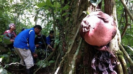 Dalam Pekan Ini, 7 Bunga Rafflesia akan Mekar di Cagar Alam Maninjau