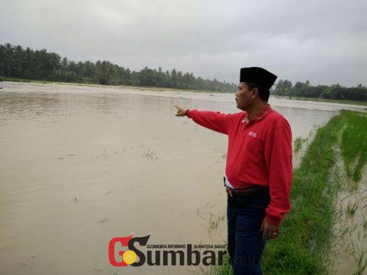 Irfendi Arbi Bupati Terpilih Limapuluh Kota melihat terjangan banjir.