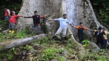 Penemuan Pohon Terbesar di Indonesia Buat Geger Warga Sumbar, Diameternya 4,4 Meter