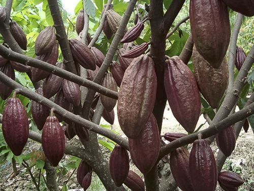 2017, Sumbar Ditargetkan Jadi Penghasil Kakao Terbesar di Dunia