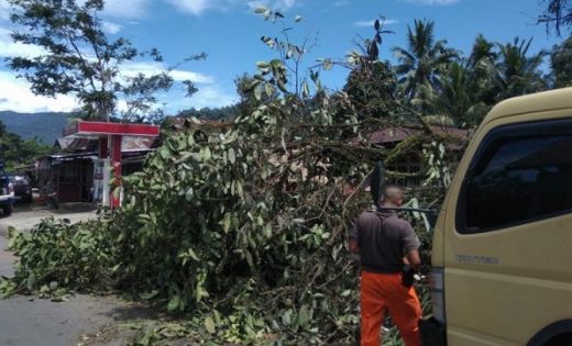 Angin Kencang Tumbangkan Belasan Pohon di Padang, Ada yang Menimpa Rumah