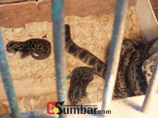 Dua Bayi Harimau Dahan Ini Menjadi Penghuni Baru TMSBK Bukittinggi