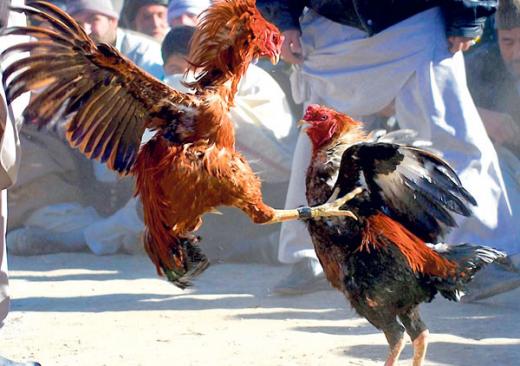 Sabung Ayam di Kota Padang Bikin Resah Warga