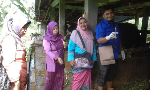 Siapkan Ternak Sehat Jelang Lebaran, Petugas Dinas Peternakan Padang Pariaman Monitor Kesehatan Sapi dan Kerbau