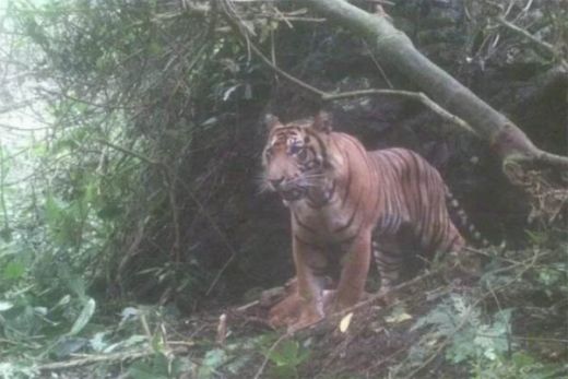 Warga Gantuang Ciri Solok Diresahkan Munculnya Kawanan Harimau