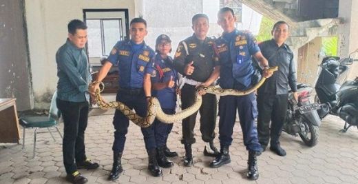 Piton Sepanjang 4 Meter Ditemukan di Basement Hotel Kyriad Bumi Minang