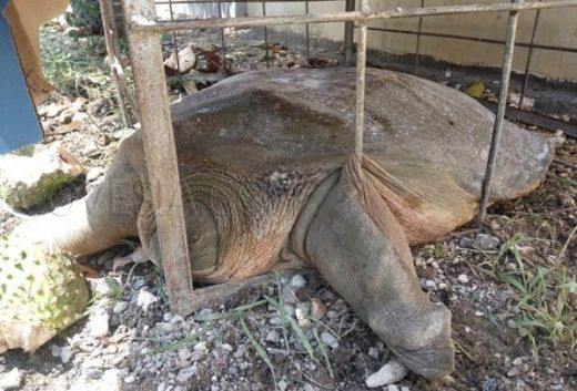 Kura-kura Raksasa Seberat 50 Kg Ditemukan di Sungai Batang Kalulutan Agam