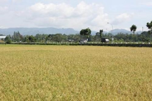 Pertanian Payakumbuh Terbaik di Sumatera Barat