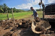 1.000 Hektare Sawit Rakyat di Solok Selatan Segera Diremajakan