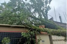 BPBD Padang Catat Ada 16 Lokasi Pohon Tumbang Akibat Cuaca Buruk