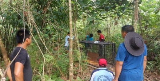 BKSDA Pasang Perangkap untuk Menangkap Harimau yang Serang Ternak Warga di Pasaman