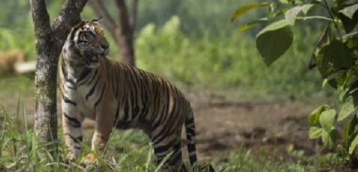 Warga Lubuk Sikaping Pasaman Resah, Ternaknya Mati Dimangsa Harimau