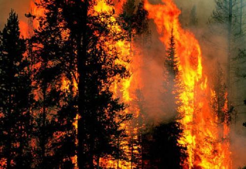 Dari 2 Juta Hektare Lahan dan Hutan yang Terbakar, Baru 50 Ribu Hektare