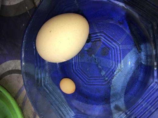Saat Minum Pagi, Warga Pariaman Ini Dapati Ada Telur Kecil dalam Telur