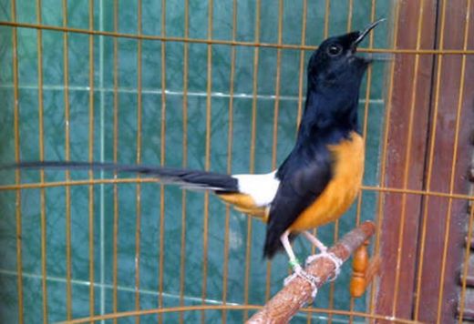 Tunjang Pariwisata Daerah, Korem 032/Wirabraja Gelar Lomba Burung Berkicau