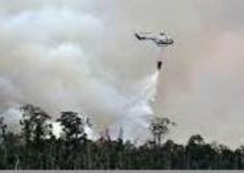 Empat Orang Tewas Saat Padamkan Kebakaran Hutan Pinus di Ponorogo