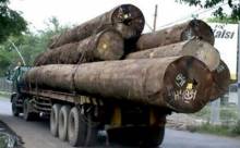 BKSDA Jabar Amankan Kayu Langka Ilegal dari Hutan Lindung Mentawai
