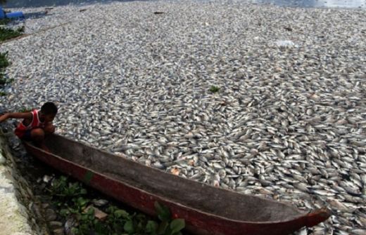 130 Ton Ikan Tiba-tiba Mati di Danau Maninjau, Petani Tekor Miliaran
