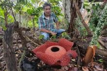 Bunga Rafflesia Mekar Sempurna di Halaman Rumah Warga Agam