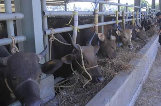 Seluruh Ternak yang akan Masuk ke Pasar Ternak Payakumbuh Wajib Diperiksa