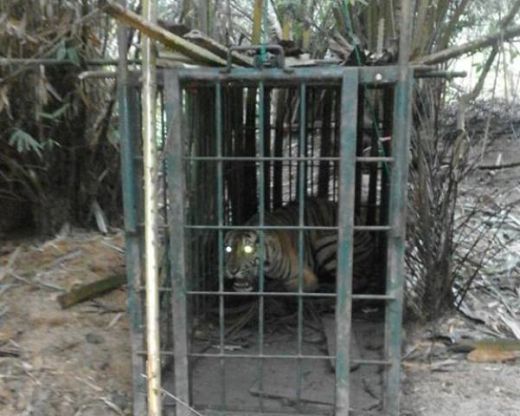 Incar Ternak Penduduk, Seekor Harimau Sumatera Ditangkap Balai Konservasi di Pesisir Selatan