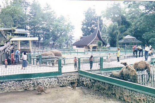 13 Kebun Binatang di Indonesia Memprihatinan, Termasuk yang di Bukittinggi