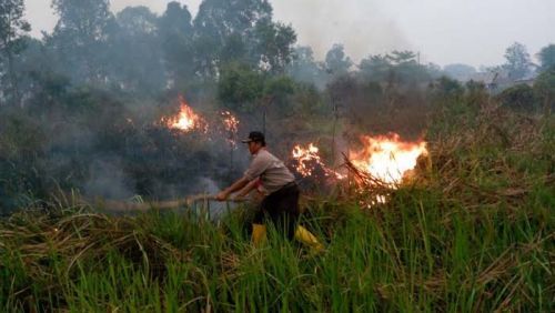 Ikut Turun Tangan Padamkan Kebakaran Hutan, Pramuka Dapat Jempol dari Rusia dan Jepang