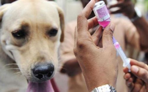 Usai Digigit Anjing Liar, Tercatat Sembilan Warga Kabupaten Agam Tertular Rabies