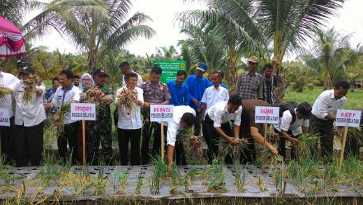 Perkuat Sektor Pertanian, Wabup Pesisir Selatan Bersama Petani Lakukan Panen Perdana Bawang Merah