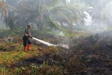 Selama 14 Hari, 10 Hektare Lahan Terbakar di Agam