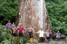 Ternyata Pohon Terbesar di Dunia Tumbuh di Agam Sumatera Barat