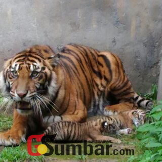 Dua Anak Harimau Sumatera di TMSBK Bukittinggi Dikabarkan Tewas dalam Kondisi yang Mengenaskan