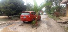 Jalan Lintas Provinsi yang Berlubang di Dharmasraya Ditanami Batang Pisang