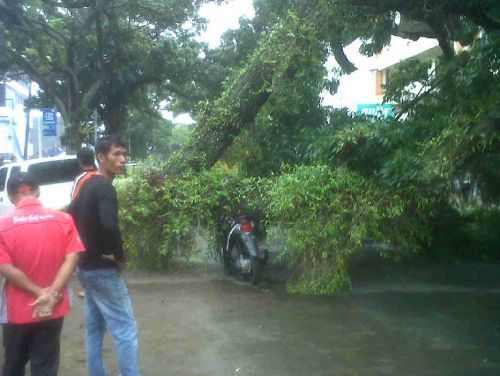 Hujan dan Angin Kencang Landa Padang, 3 Mobil dan 1 Motor Ditimpa Pohon Tumbang