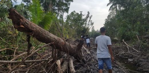 Timbulkan Polemik, Pemko Pariaman Hentikan Pembukaan Jalan yang Membelah Hutan Mangrove